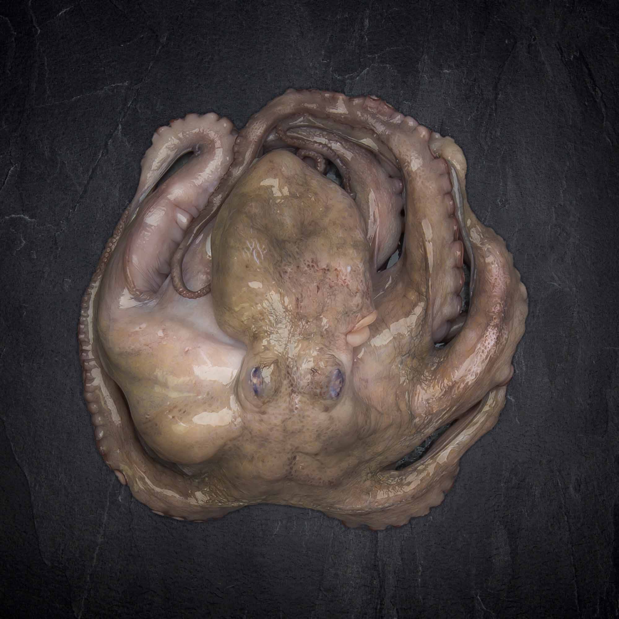 Pulpo groß