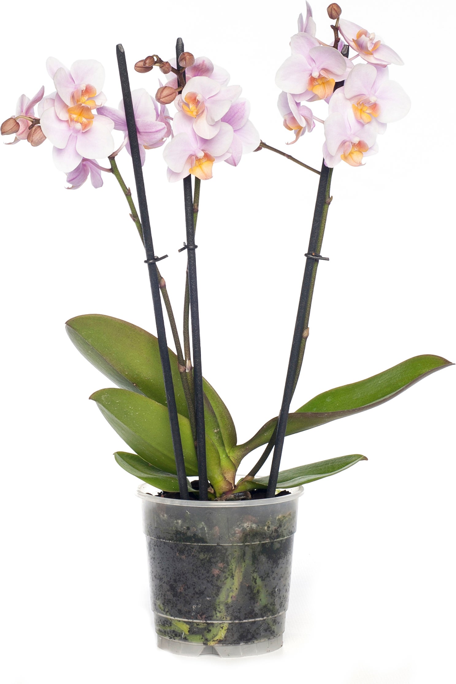 Vlinderorchidee 3 tak (Phalaenopsis) roze D 12 H 55 cm