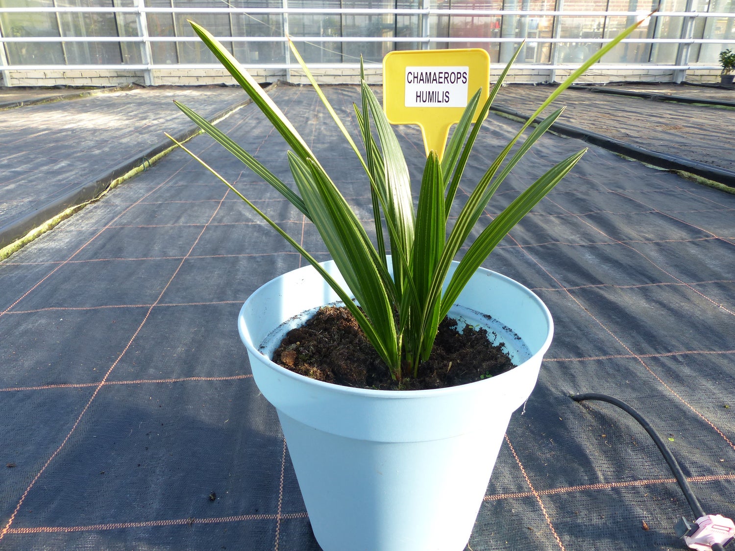 Palm 40 - 45 cm chamaerops - Humilis, Europese dwergpalm, winterhard tot -14°C
