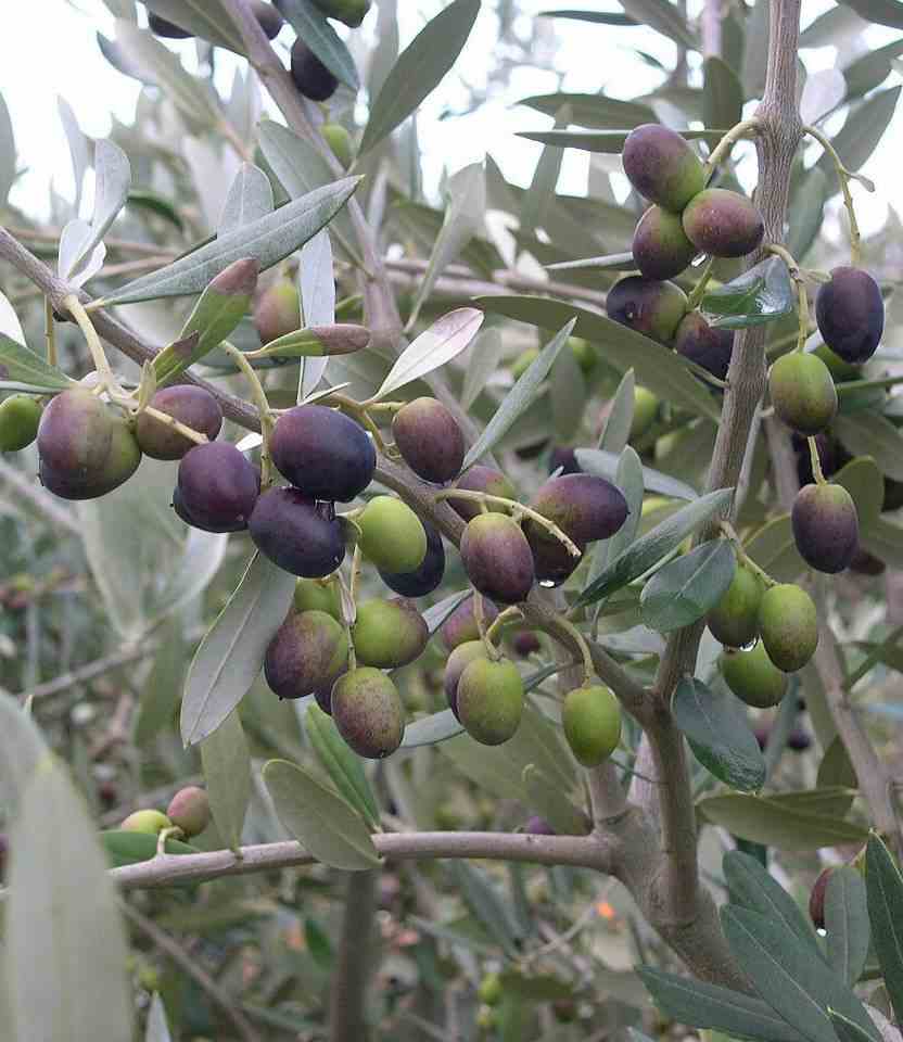 Olea europaea (oliviers) blanc - taille pot de 20l-tronc 40/50cm- total 2m