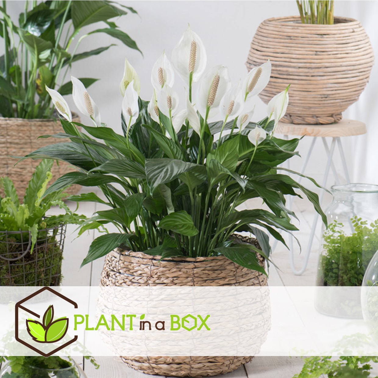 Spathiphyllum 'spoonplant' - set de 3 - pot 12cm - hauteur 30-40cm