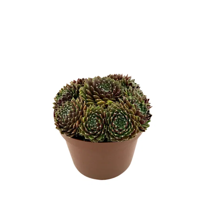 Sempervivum Takløk miks Ø12 cm