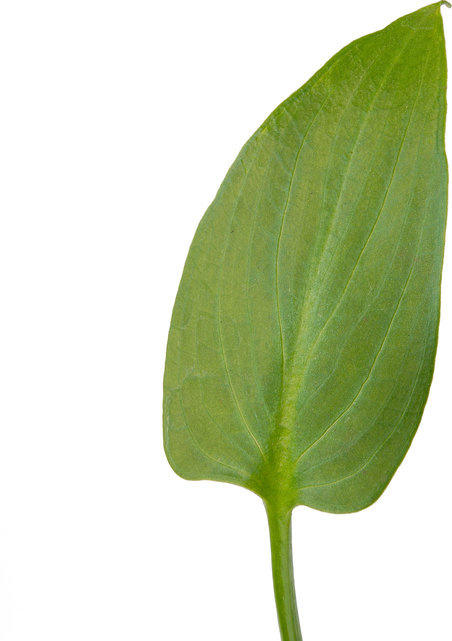 Moeras Aronskelk (Zantedeschia aethiopica 'Pink') D 9 H 20 cm