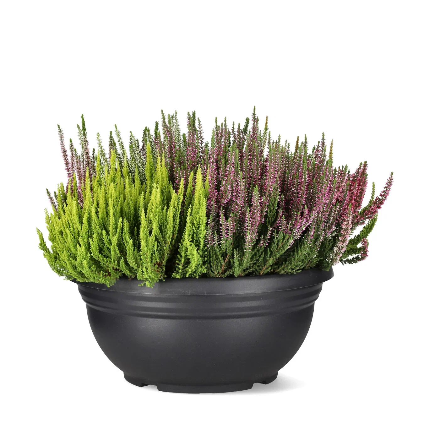Calluna vulgaris (Beauty Ladies Series) 'Mosaica' Røsslyng BEAUTY LADIES 'Mosaica' Ø45 cm