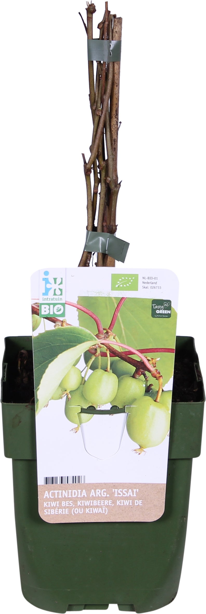 Biologische Kiwibes (Actinidia arguta 'Issai') D 13 H 40 cm