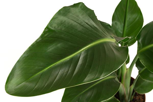 Baumstrelitzie - Strelitzia nicolai