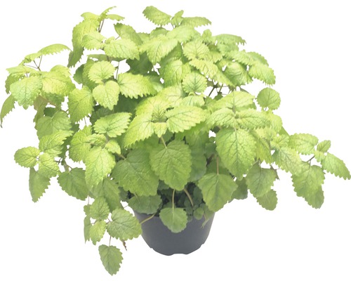 Biologische Citroenmelisse FloraSelf Organic Melissa officinalis Ø 12 cm Pot