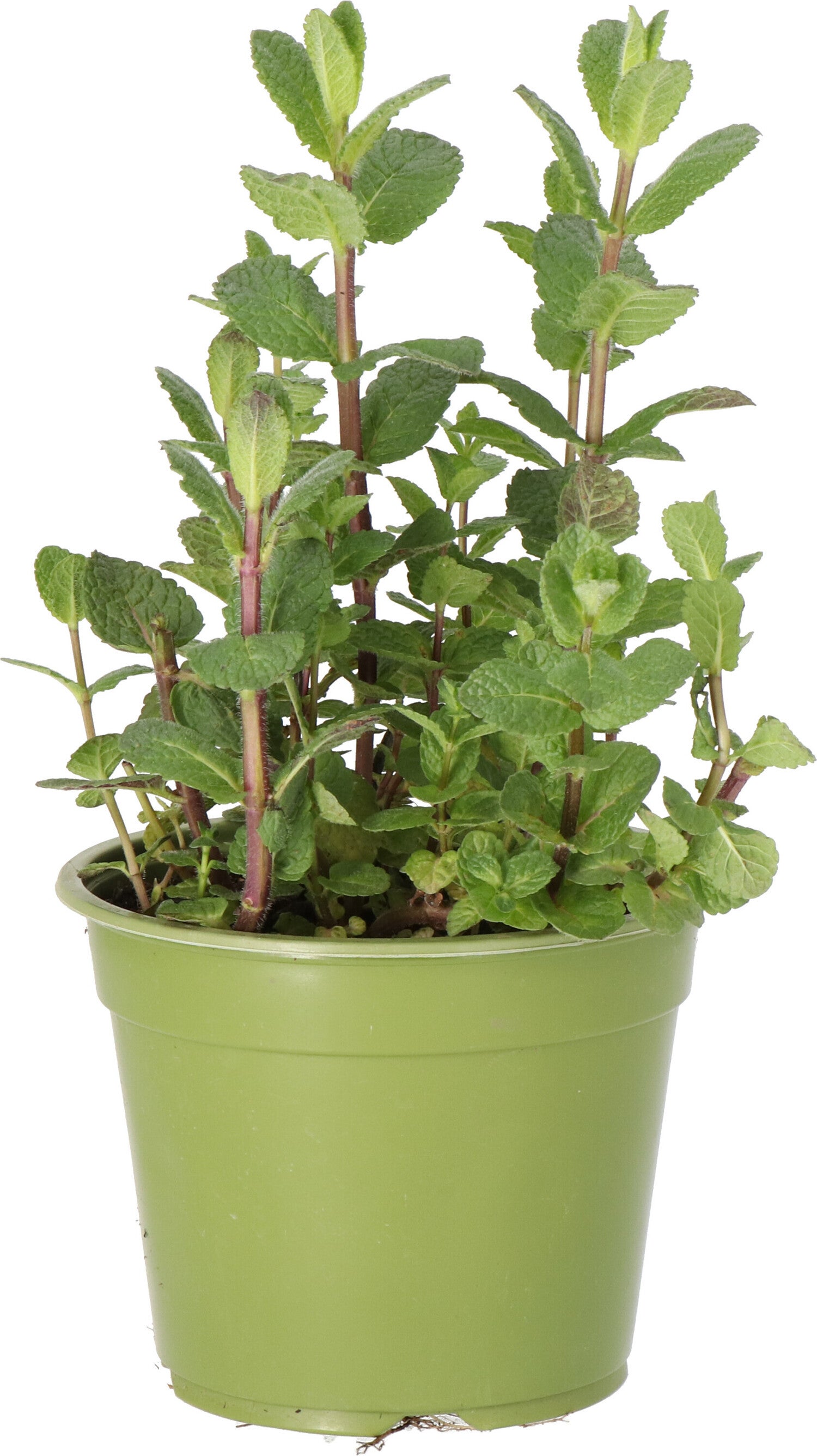 Biologische Munt (Mentha spicata 'Maroccan') D 14 H 10 cm