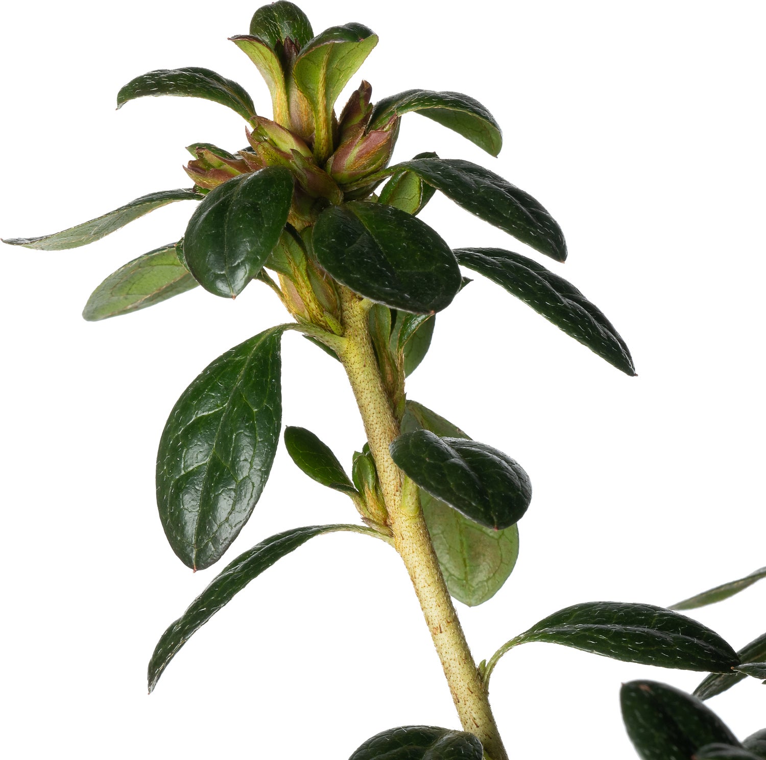 Japanse Azalea op stam (Rhododendron japonica 'Evergreen') D 19 H 50 cm
