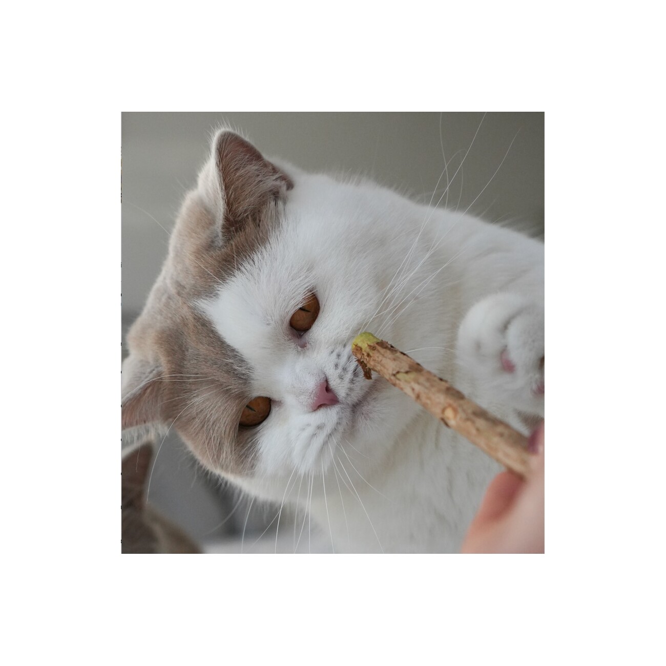 LEO LÖWENKATZ 10 Matatabi-Sticks (Katzenminze-Sticks)