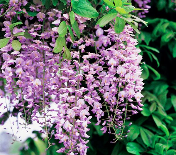 Chinesischer Blauregen - Wisterie, rosa