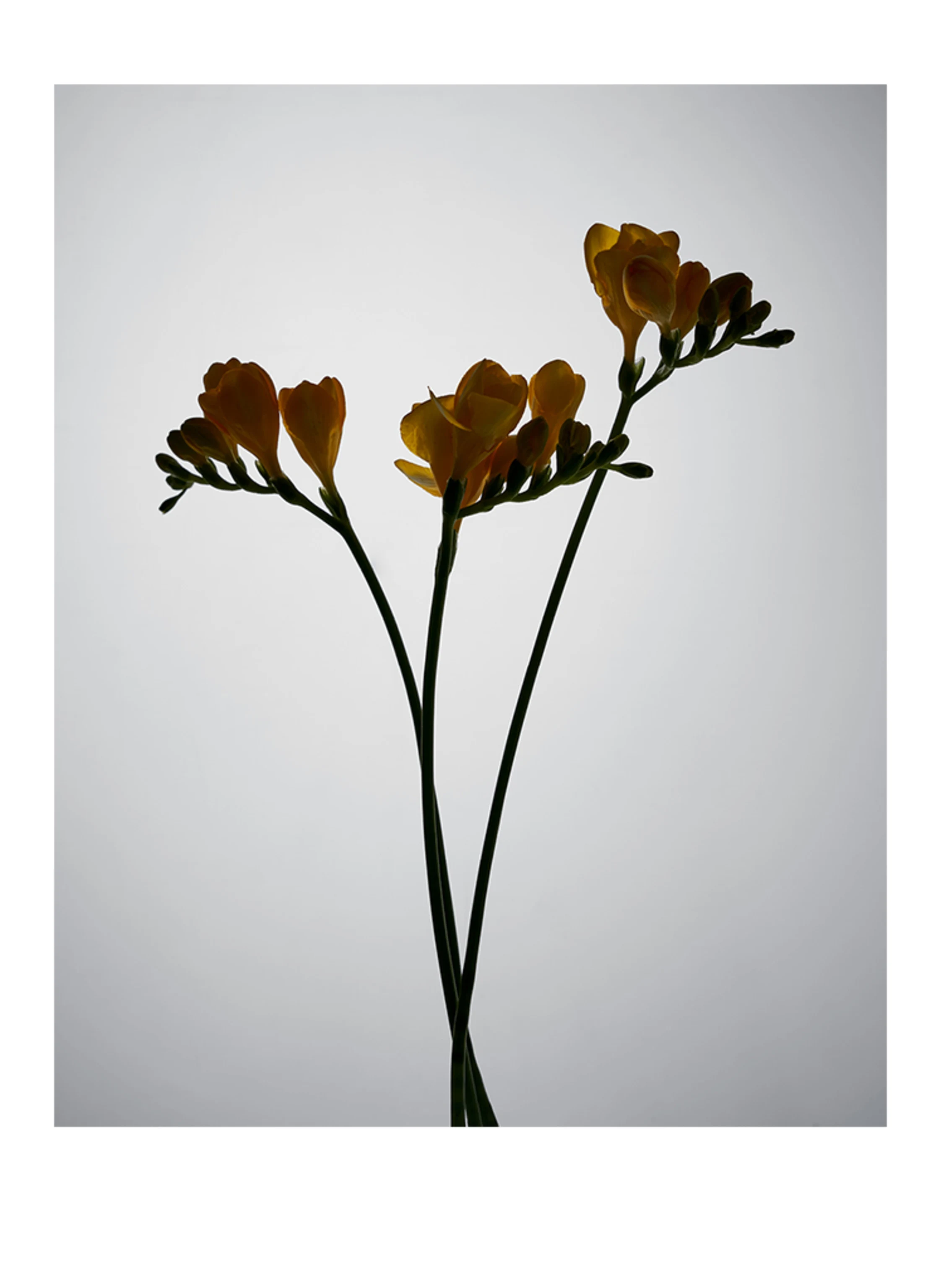 BYREDO ROUGE CHAOTIQUE