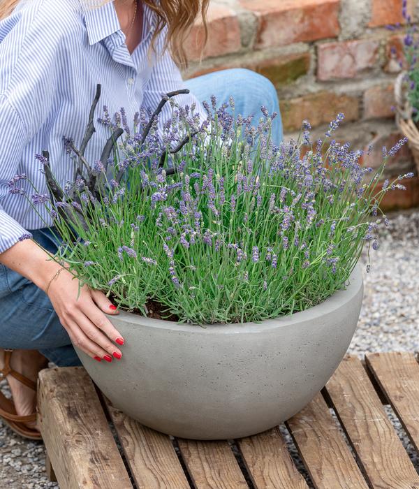 Lavendel