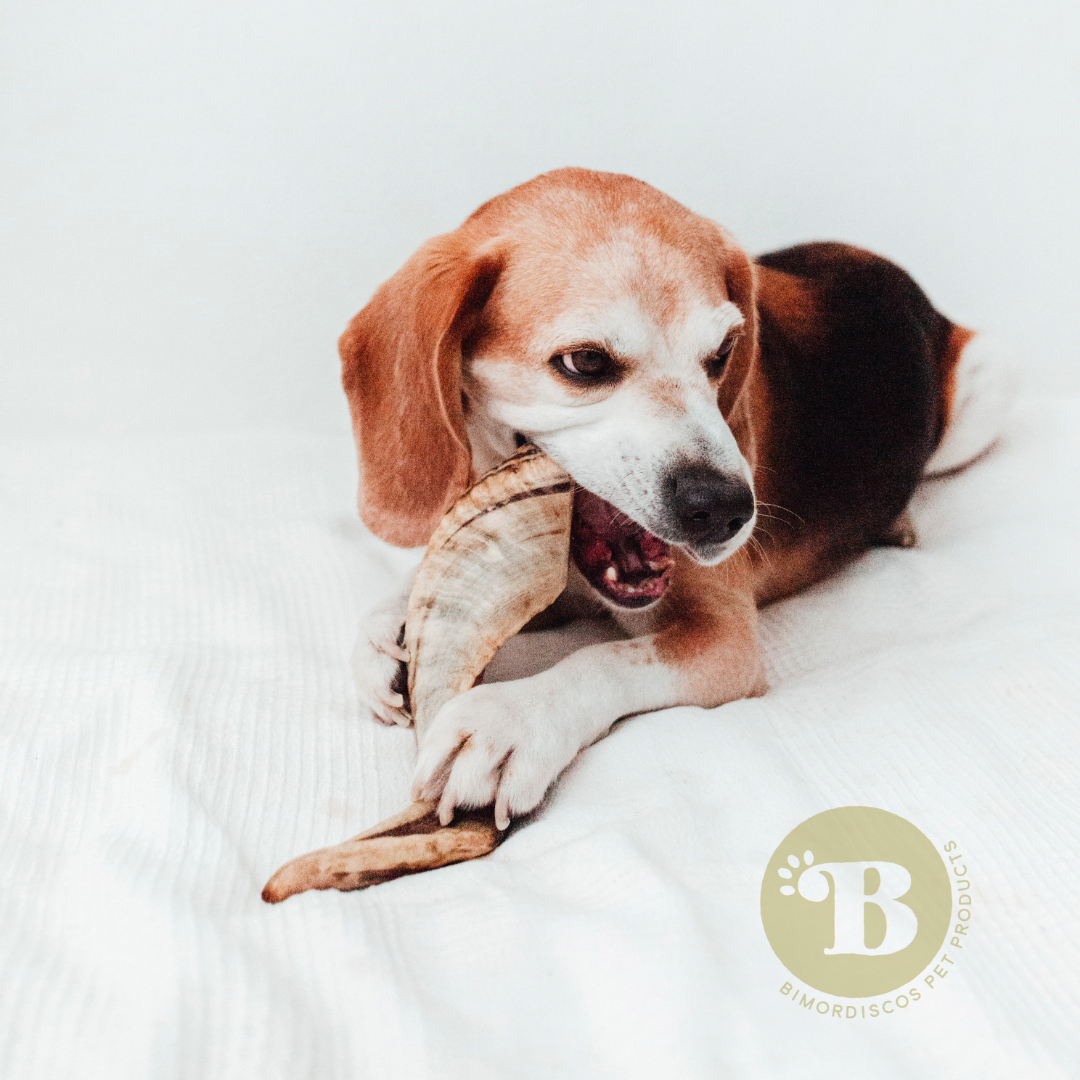 BIMORDISCOS Chifre de Carneiro Mastigável para Cães - Pacote com 2 unidades tamanho G