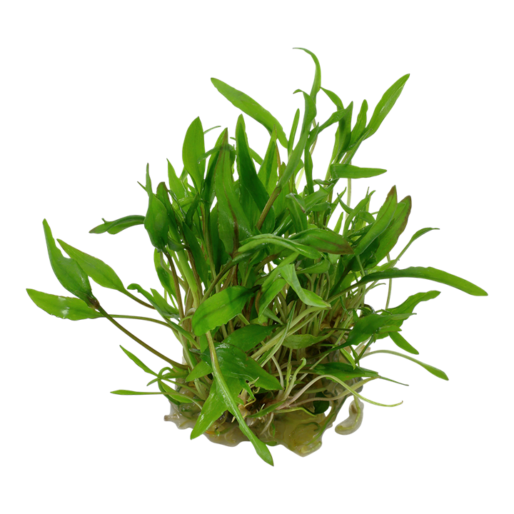 Waterplant Cryptocoryne Wendtii Green
