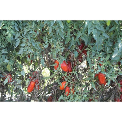 San-Marzano-Tomaten, 400-g-Dose