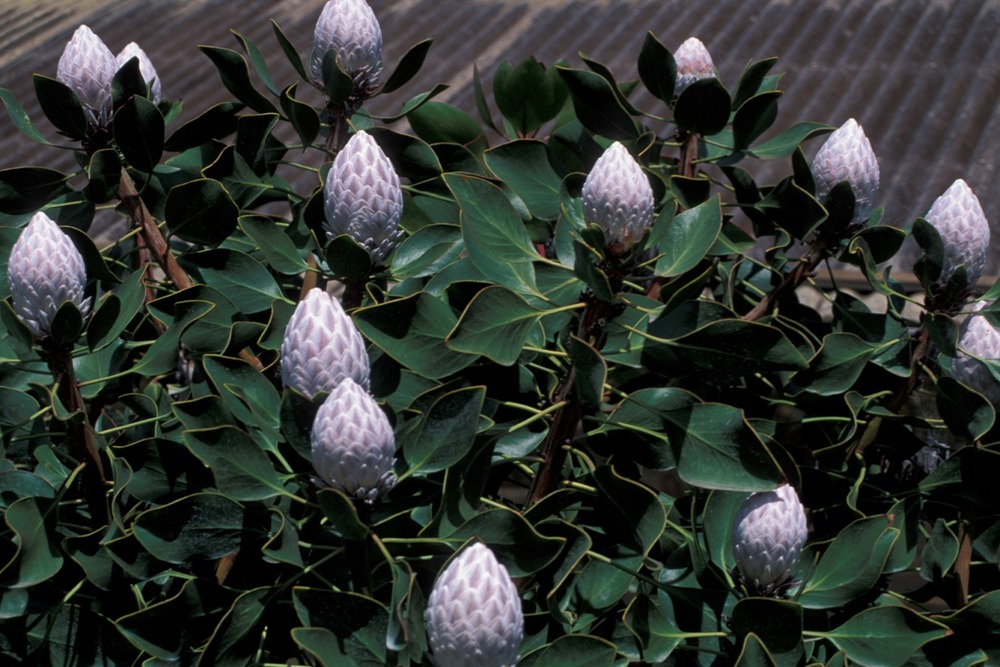Protée royale - 5 graines - protea cynaroides