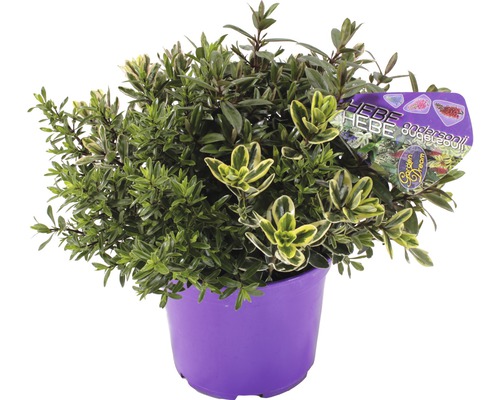 Heester Veronica FloraSelf Hebe andersonii 'Garden Dream Quatro' Ø 23 cm pot