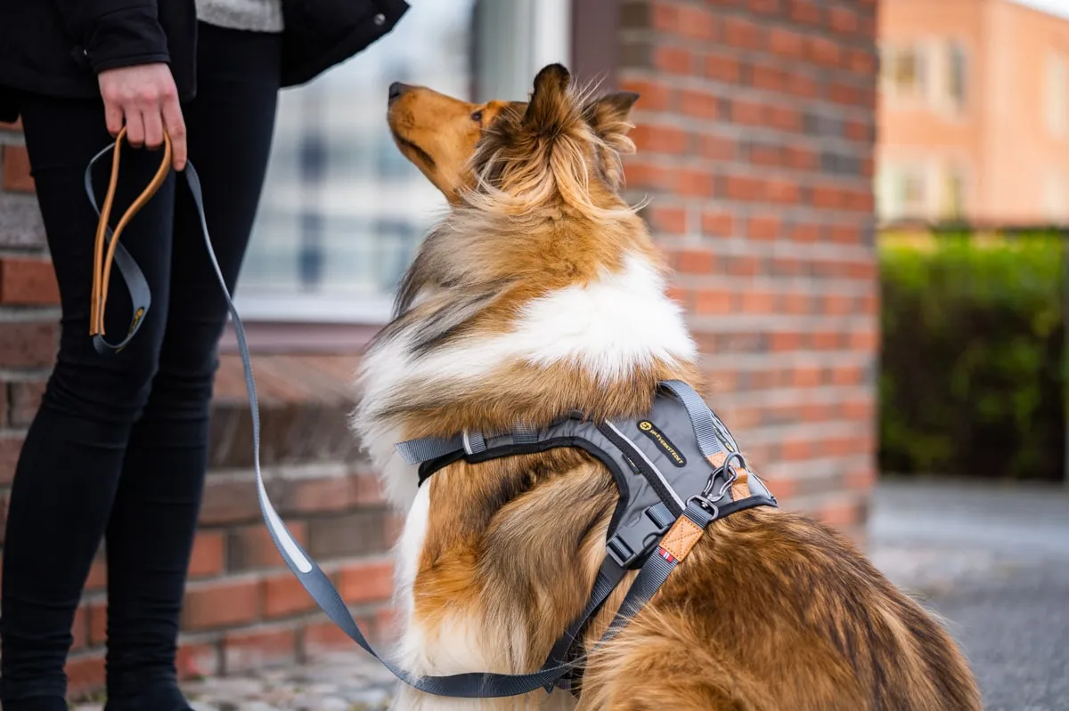 Seleverkstedet Seleverkstedet Link Dog lead 20mm Grå/brun