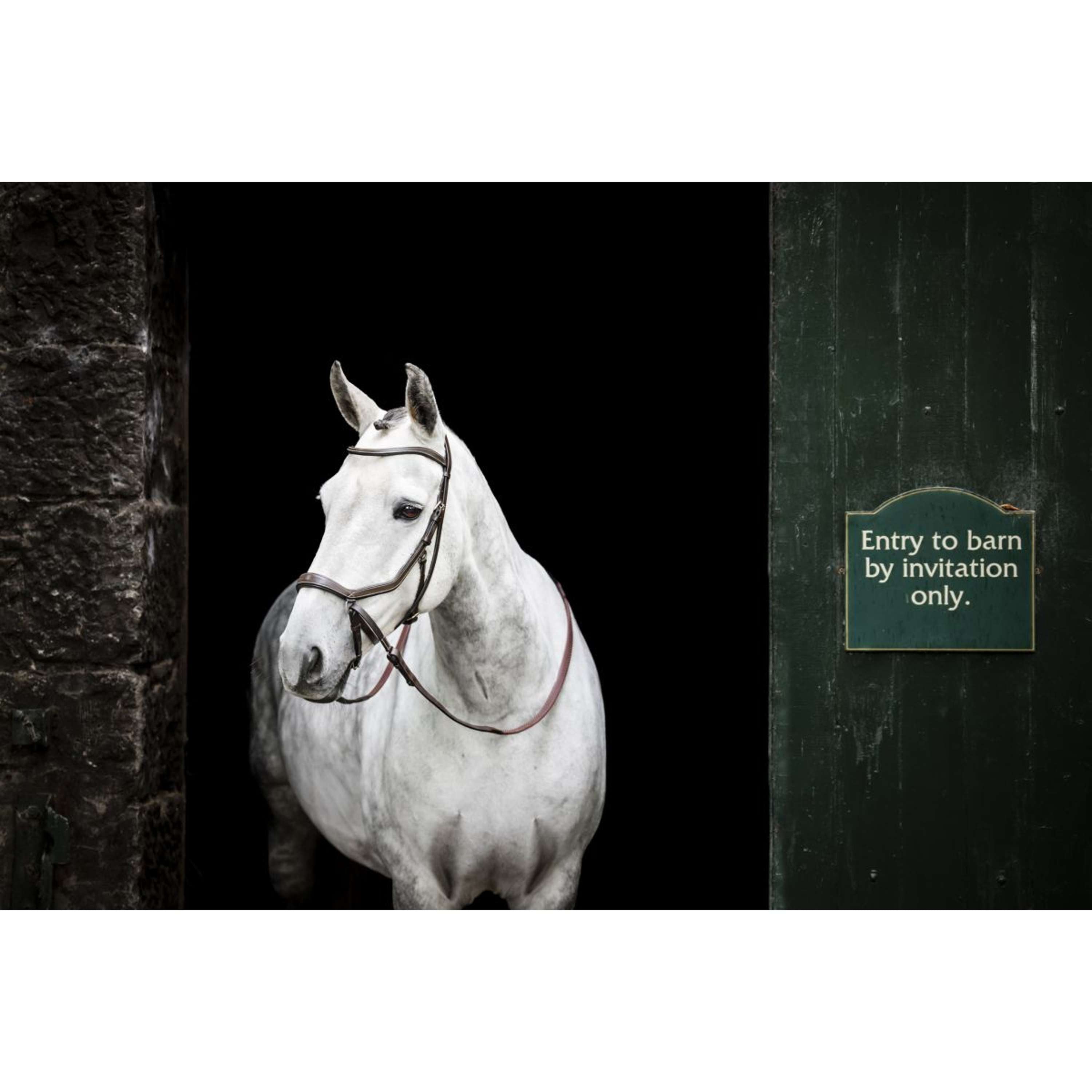 Rambo Micklem Bitless Bridle Bruin