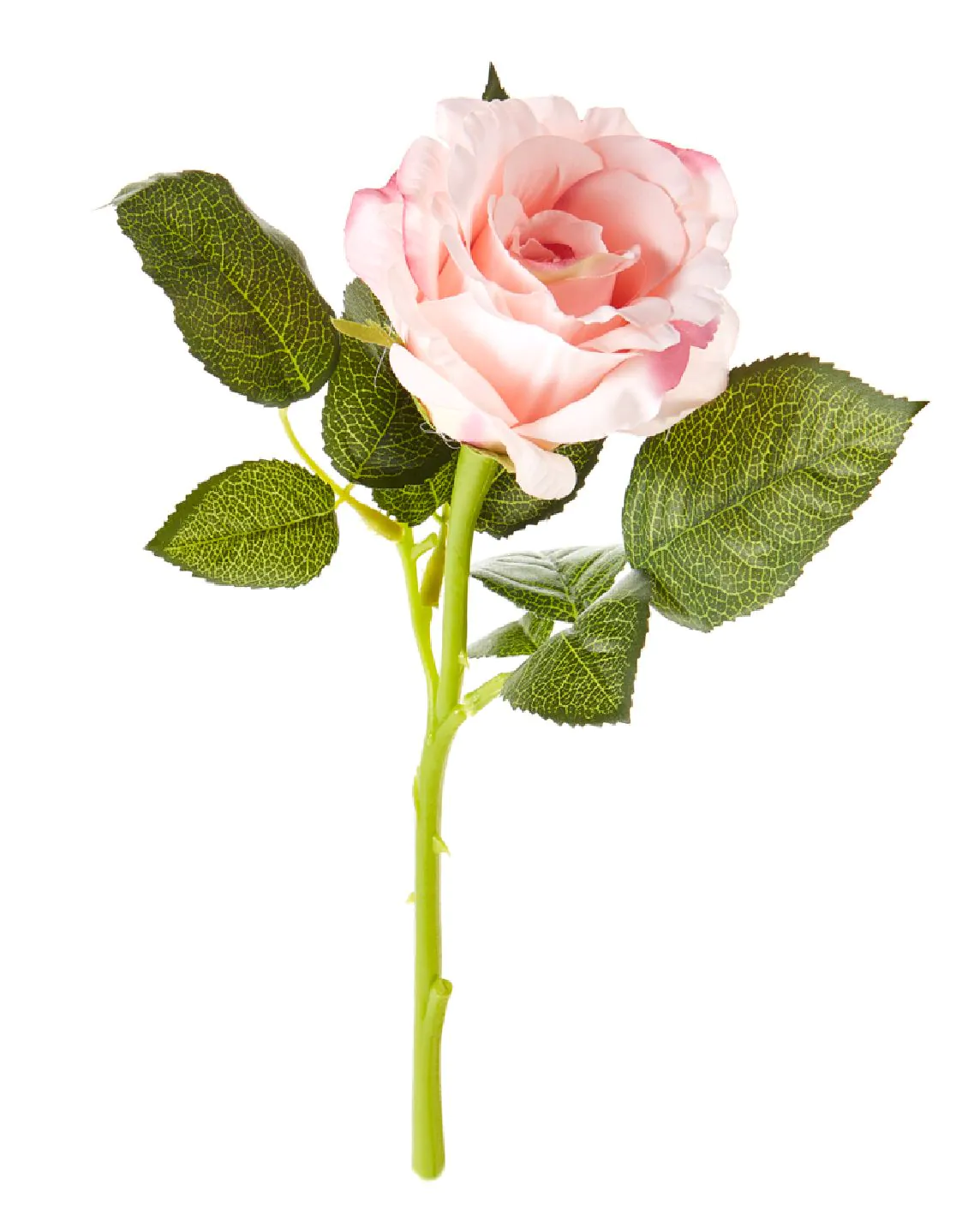 Rose, 30 cm, apricot
