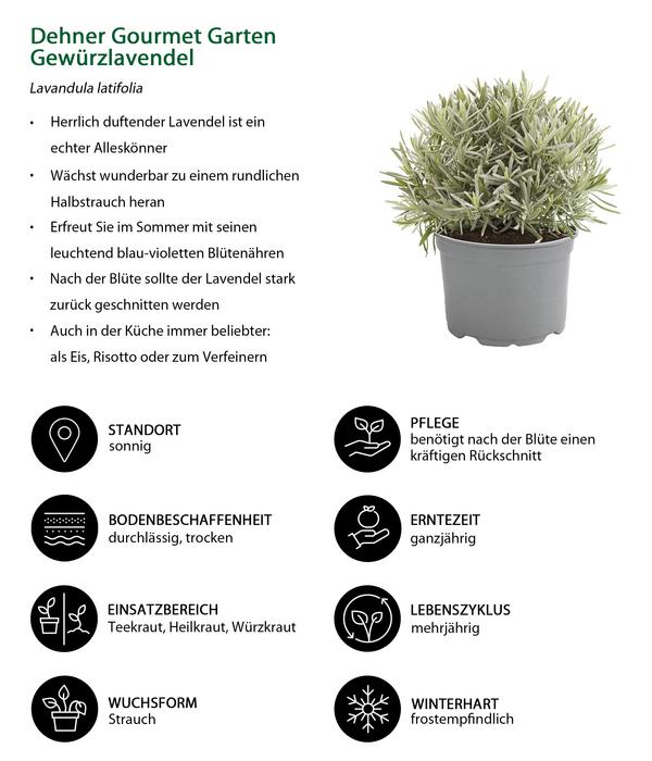 Dehner Gourmet Garten Gewürzlavendel