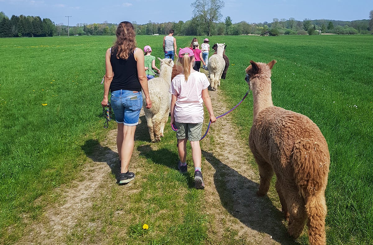 Alpaka Wanderung Jettingen-Scheppach