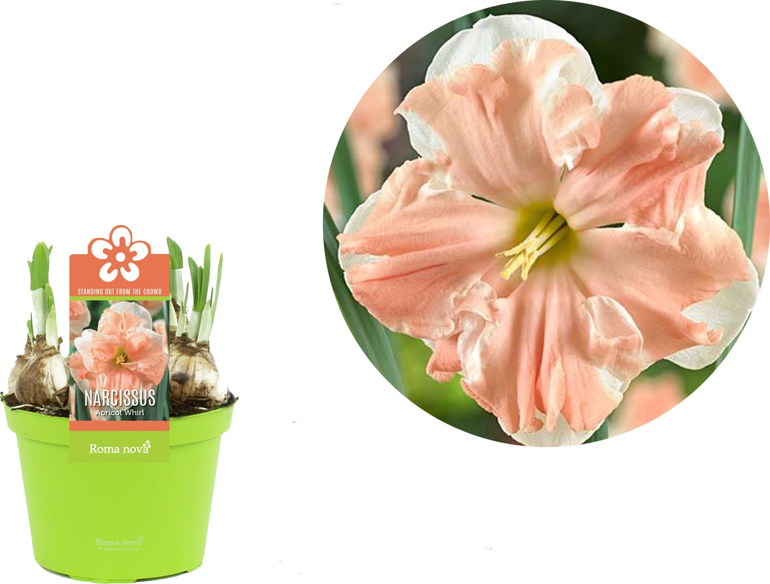 Narcis (Narcissus 'Apricot Whirl') D 12 H 14 cm