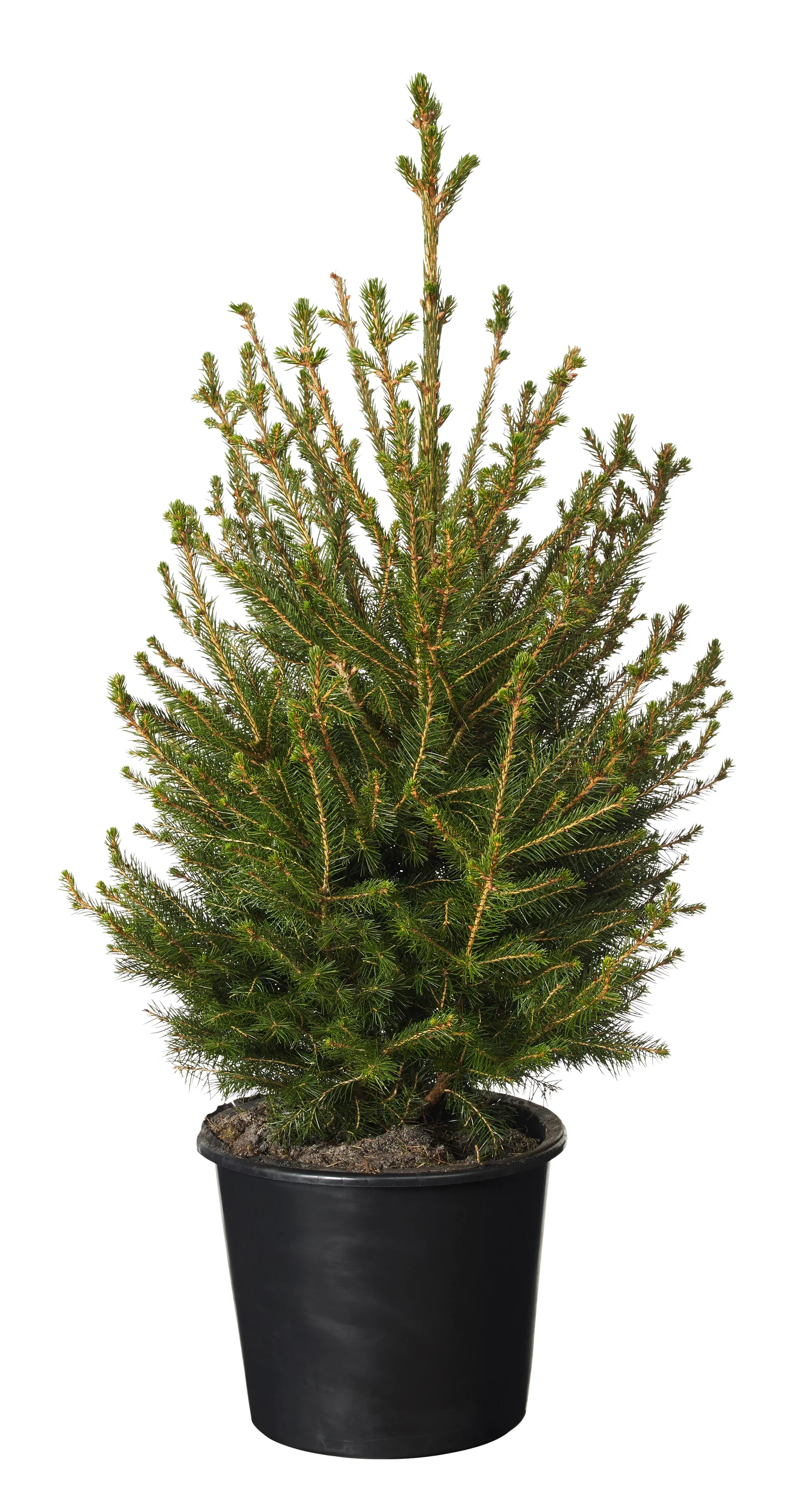 Picea abies Gran i potte Høyde 80 cm
