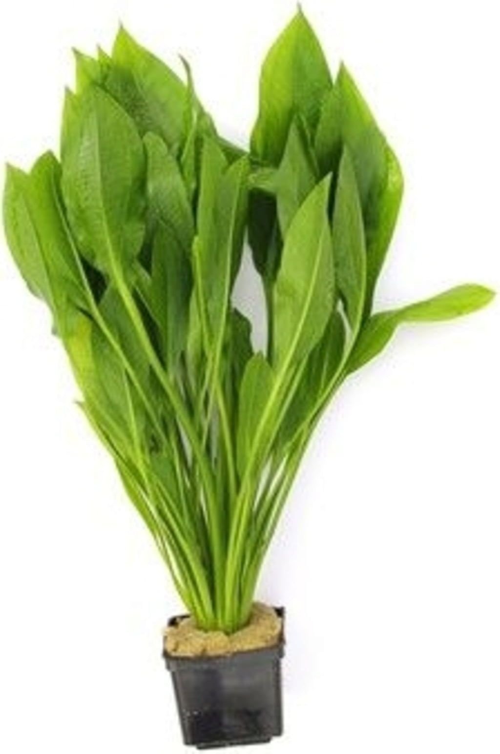 Waterplant Echinodorus Grisebachii Bleherae - Extra Groot