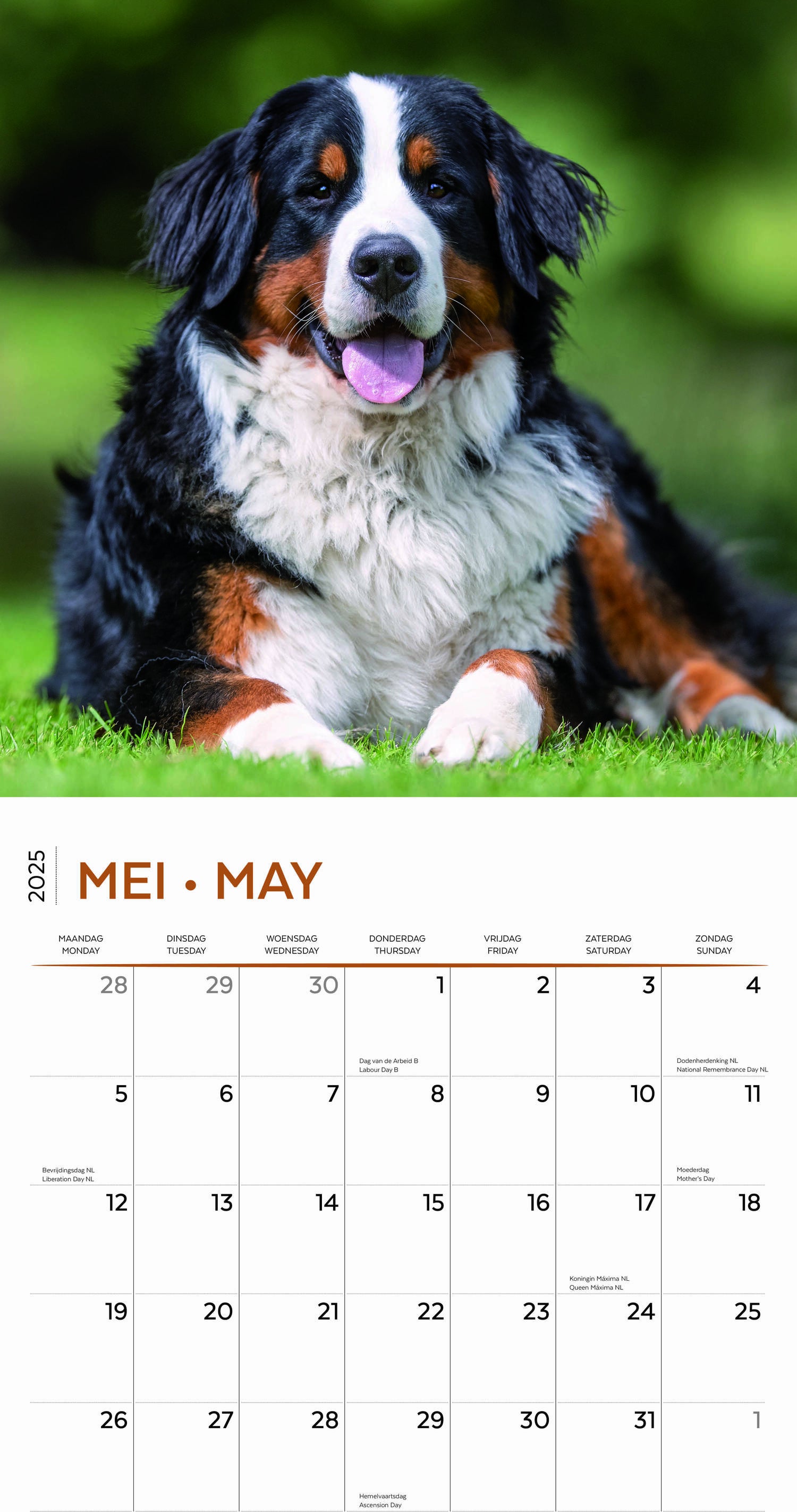 Plenty Gifts kalender berner sennen 30 x 30 x 0,5 cm