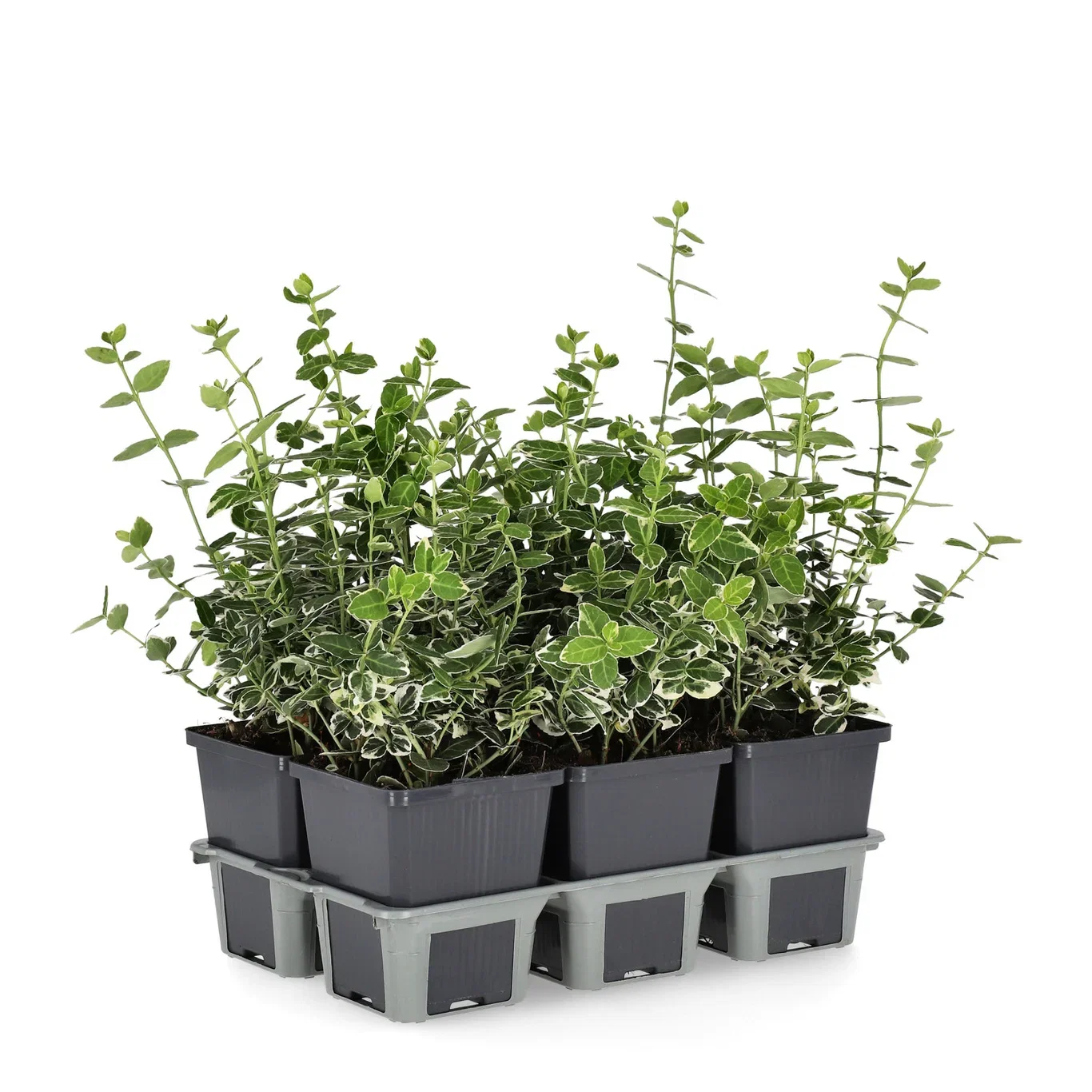 Euonymus fortunei var. radicans 'Emerald Gaiety' Beinved 'Emerald Gaiety' 6 pk