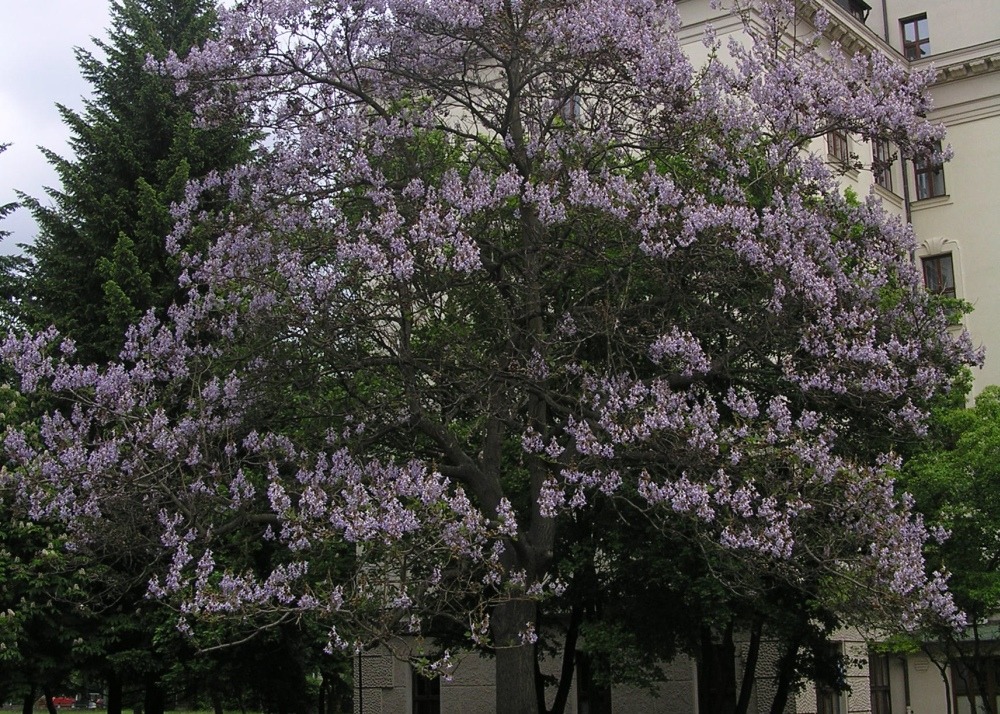 Arbre impérial - 200 graines - avec substrat - paulownia tomentosa