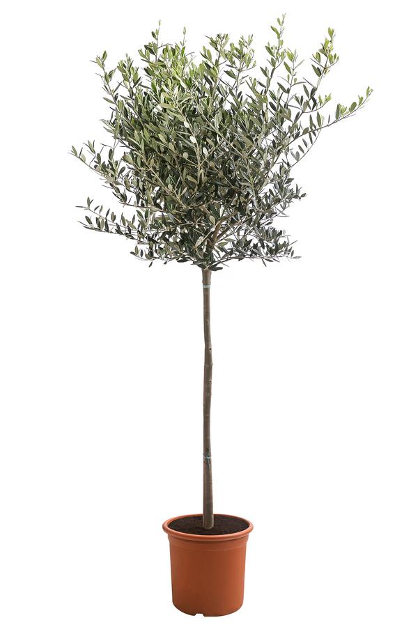 XXL Olivenstamm 'Leccino', ca. 180-200 cm