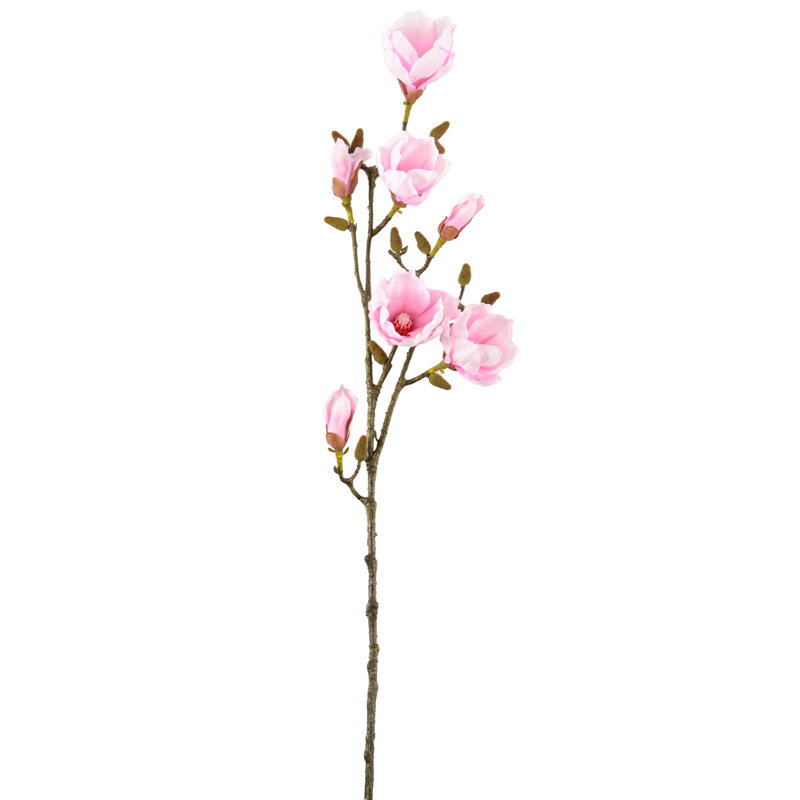 Branche de magnolia