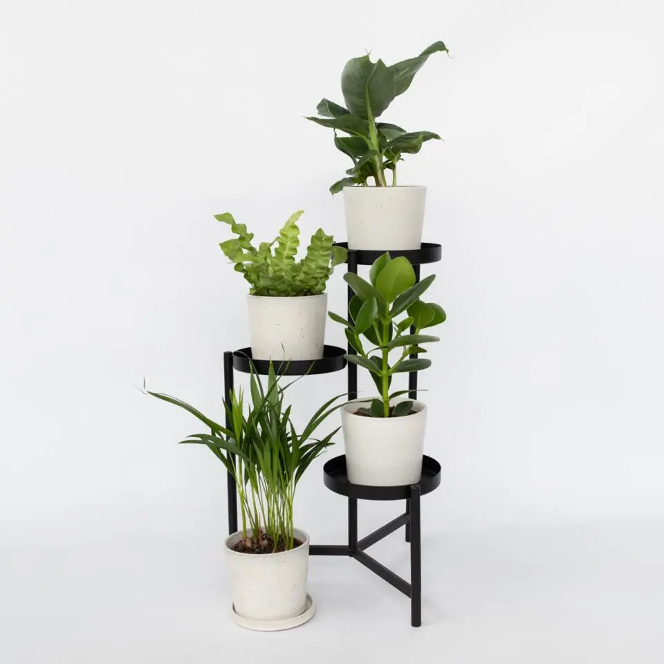 Kamerplanten - Set van 4 - Areca Asplenium Clusia Musa - Hoogte 25-40cm - ⌀12cm