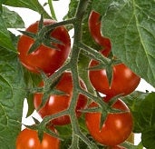 Snoep tomaatje (Solanum lycopersicum) D 14 H 50 cm