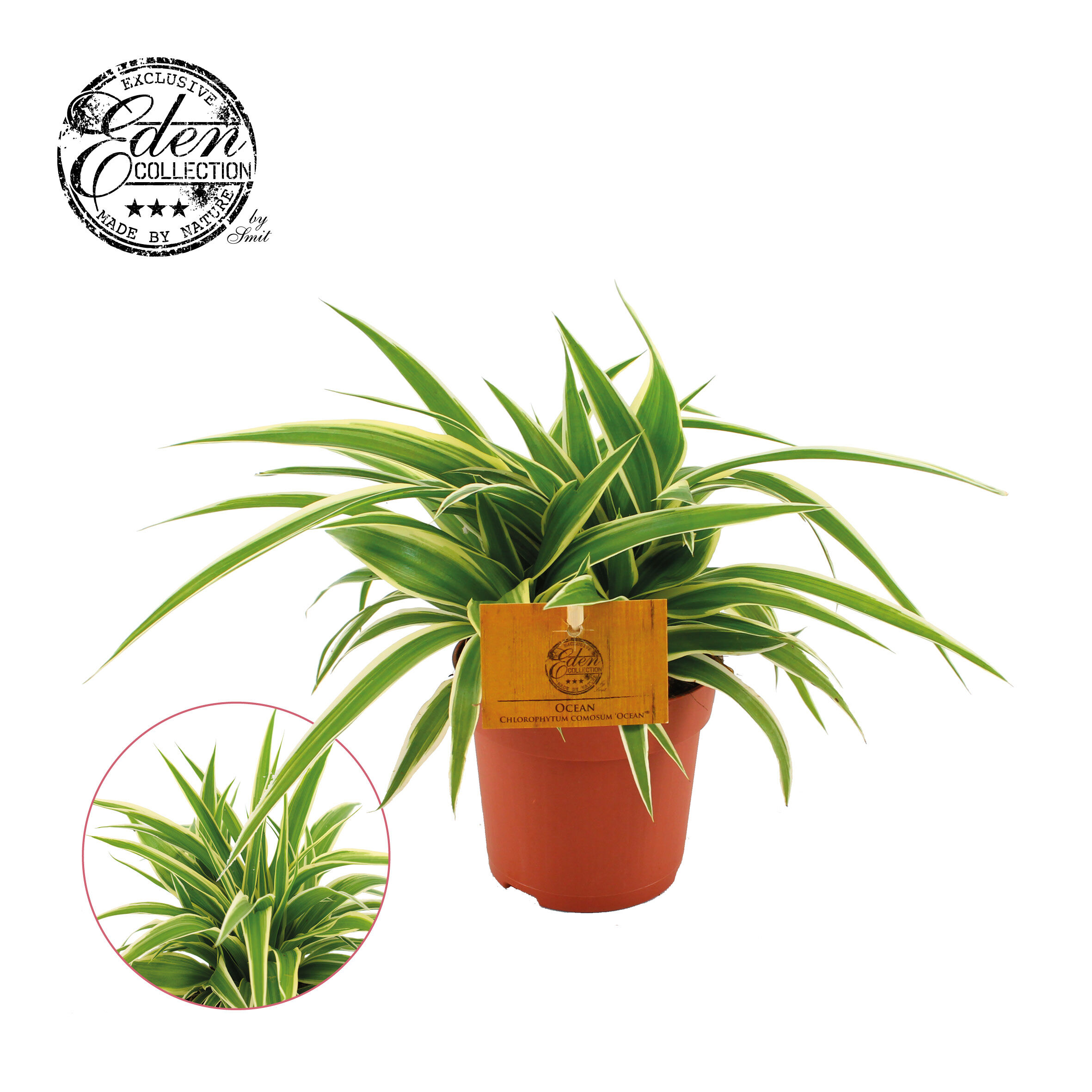 Graslelie (Chlorophytum Ocean) - Kamerplant - 10.5 cm