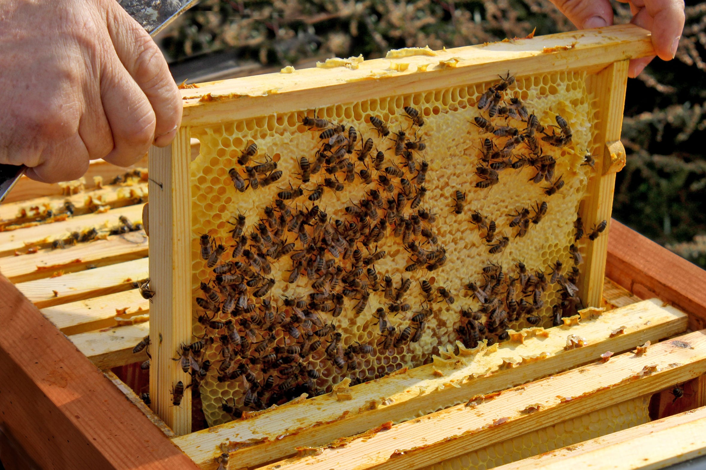 Bienenkiste für Honig-Bienen zum Imkern - versch. Ausführungen