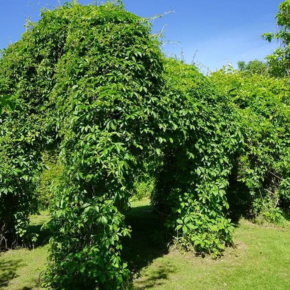 Vigne vierge quinquefolia - parthenocissus quinquefolia 3l