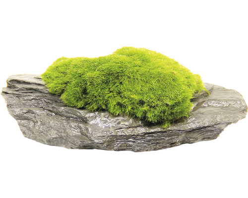 Mosbal - Aegagropila Leisteenrots ca. 10 x 8 x 5 cm