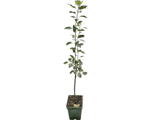 Biologische herfstappelstruik FloraSelf Biologische Malus domestica 'Cox Orange Pippin' Stamhoogte 35-40 cm Totale hoogte 80-90 cm Co 5 L