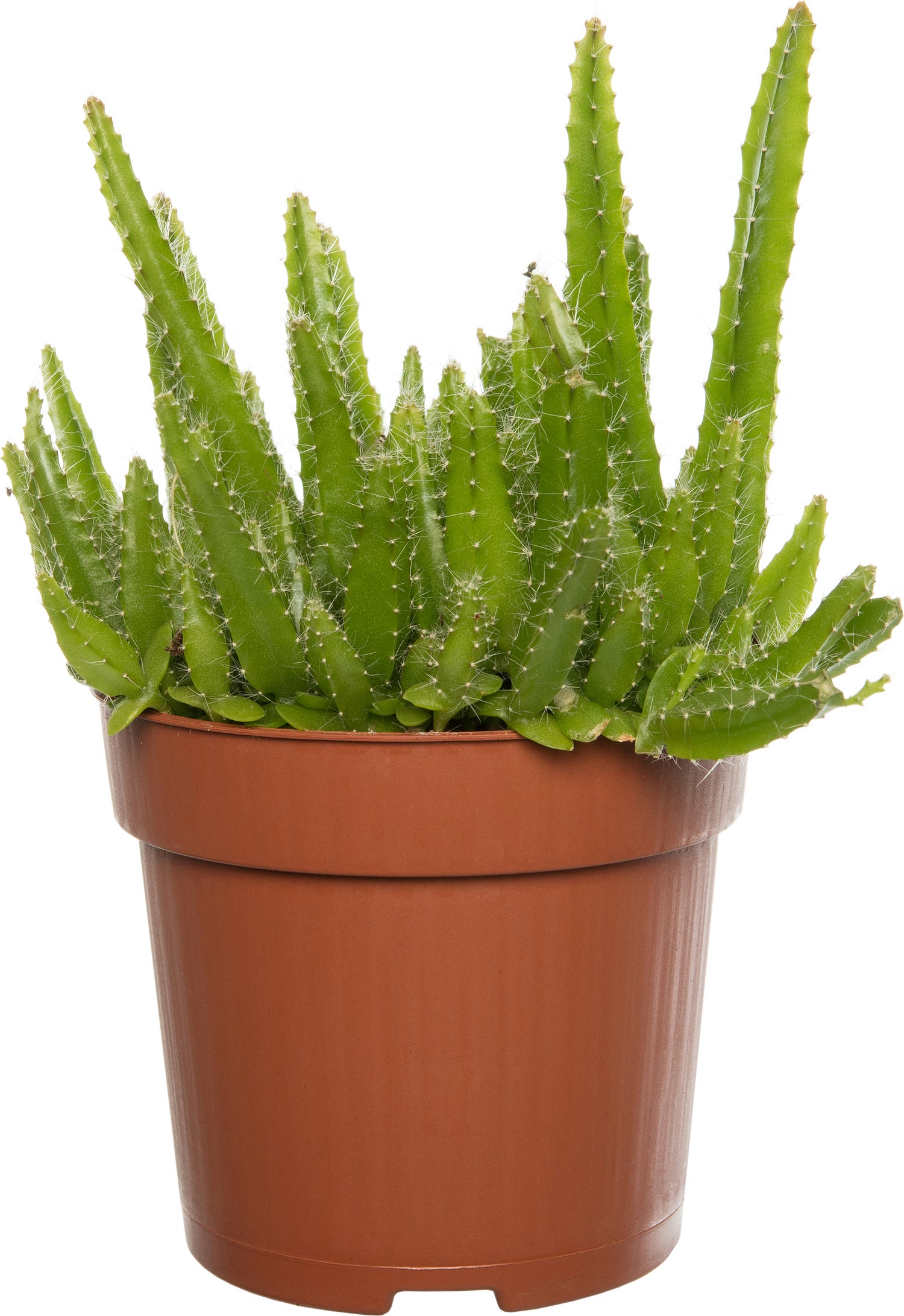 Drakenvrucht (Hylocereus undatus) D 10,5 H 20 cm