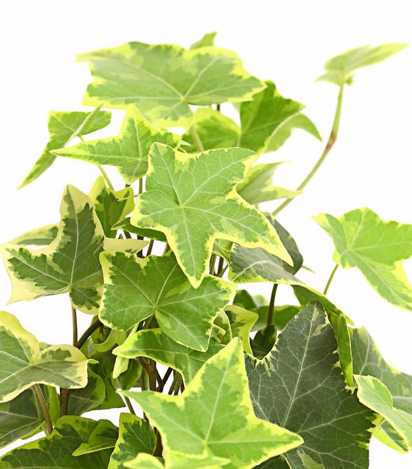 Efeu - Hedera helix, verschiedene Sorten