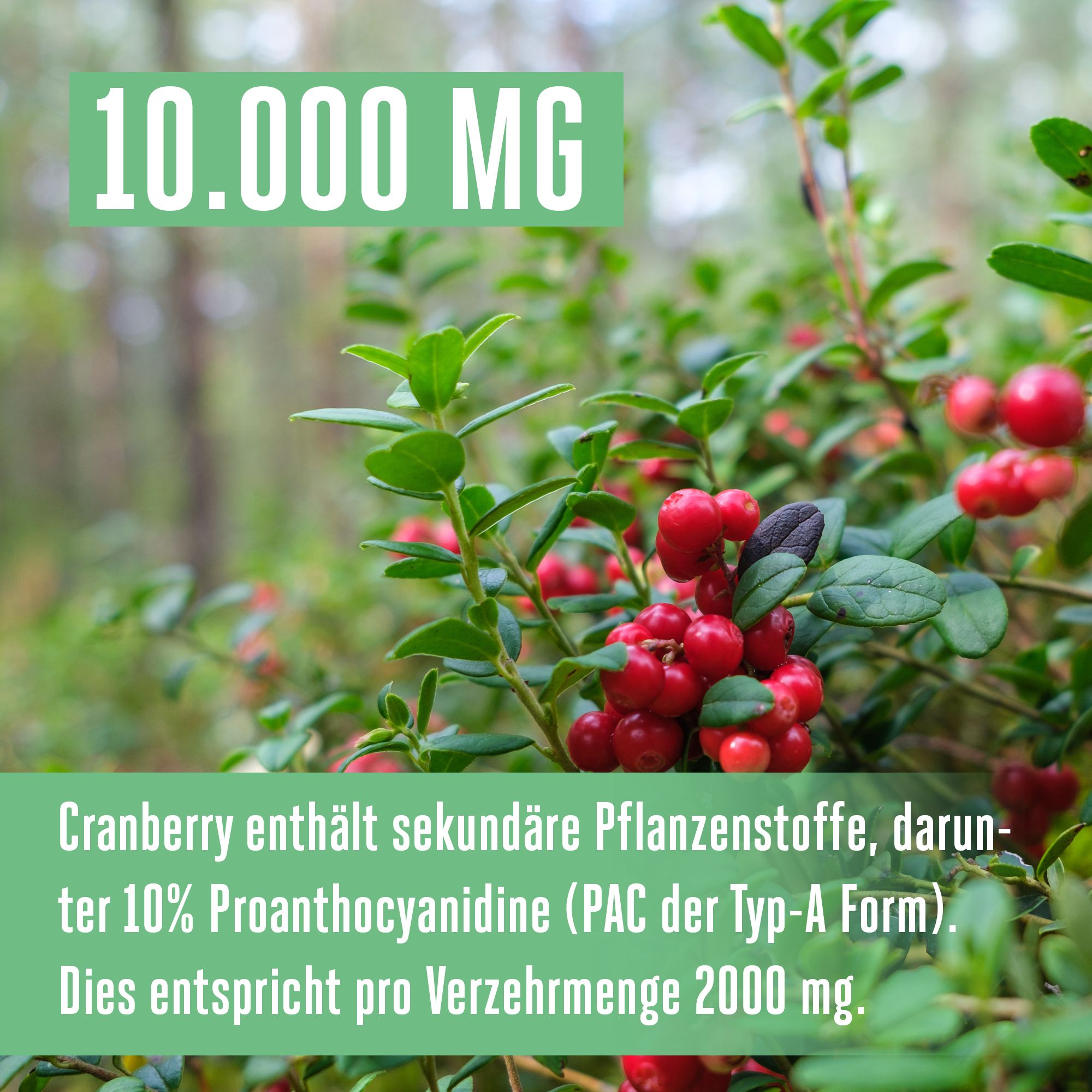 Vitabay Cranberry + Vitamin C 10.000 mg hochdosiert