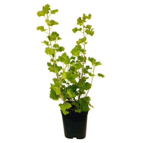 Caseille 'Josta' : pot de 5 litres