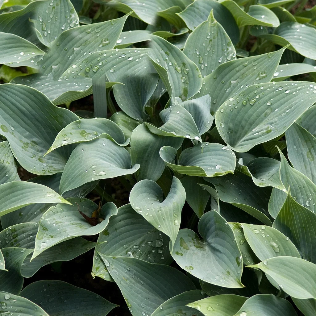Hosta tardiana 'Halcyon' Bladlilje  'Halcyon' Ø11 cm