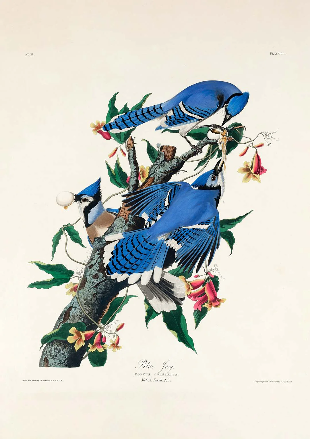 Blauhäher