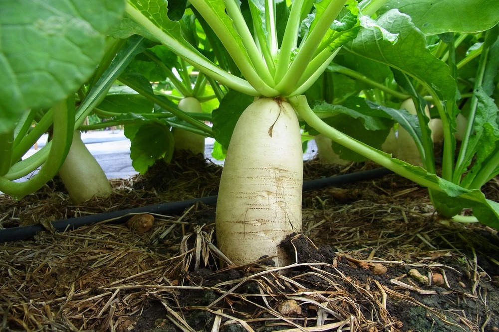Bio - radis - glaçon - 100 graines - raphanus sativus