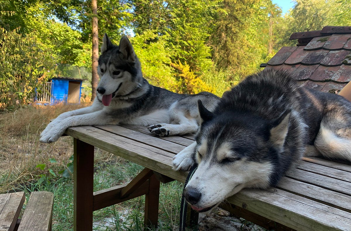 Husky Erlebnistag Neureut-Karlsruhe